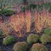 Dogwood, European 'Midwinter Fire'