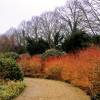 Dogwood, European 'Midwinter Fire'