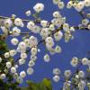 Carolina Silverbell, Snowdrop tree