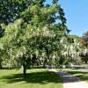 Carolina Silverbell, Snowdrop tree