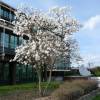 Star Magnolia