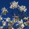 Star Magnolia