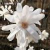 Star Magnolia