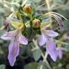 Tree Germander, Shrubby Germander