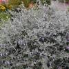 Tree Germander, Shrubby Germander
