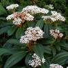 David Viburnum