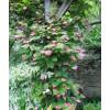 Michurin Actinidia