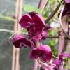 Chocolate Vine