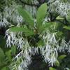 Fringe tree, Old mans beard