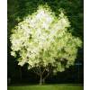 Fringe tree, Old mans beard