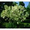 Fringe tree, Old mans beard