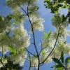 Fringe tree, Old mans beard