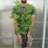 Fringe tree, Old mans beard