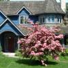 Pink flowering Japan dogwood