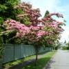 Pink flowering Japan dogwood