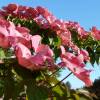 Pink flowering Japan dogwood