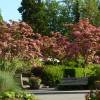 Pink flowering Japan dogwood