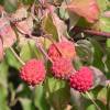 Pink flowering Japan dogwood