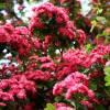 Red flowering Hawthorn 'Paul's Scarlet'