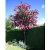 Red flowering Hawthorn 'Paul's Scarlet'