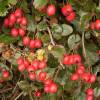 Red flowering Hawthorn 'Paul's Scarlet'