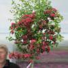 Red flowering Hawthorn 'Paul's Scarlet'