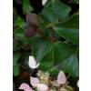 Climbing Hydrangea 'Rose Sensation'®