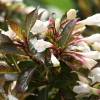 Weigelia, Dwarf Black and White