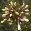 Weigelia, Dwarf Black and White