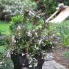 Weigelia, Dwarf Black and White