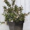 Weigelia, Dwarf Black and White