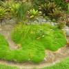 New Zealand Moss, Knawel Cushion