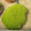 New Zealand Moss, Knawel Cushion