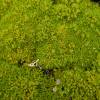 New Zealand Moss, Knawel Cushion