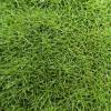 New Zealand Moss, Knawel Cushion