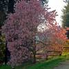 Star Magnolia 'Rosea'