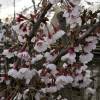 Fuji Cherry 'Kojo No Mai'
