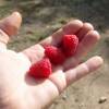 Thornless Raspberry 'Red Angel'