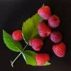 Thornless Raspberry 'Red Angel'