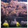 Beech, Antarctic