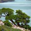 Beech, Antarctic