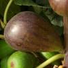 Fig Tree 'Brown Turkey'