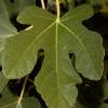 Fig Tree 'Brown Turkey'