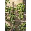 Fig Tree 'Brown Turkey'