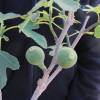 Fig Tree 'Brown Turkey'