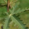 Fig Tree 'Ice Crystal'