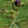 Fig Tree 'Ice Crystal'