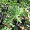 Fig Tree 'Ice Crystal'