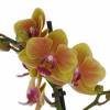 Orchid, Phalaenopsis Orange, Phalaenopsis