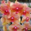 Orchid, Phalaenopsis Orange, Phalaenopsis